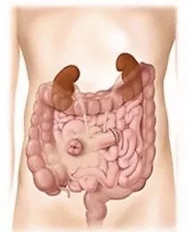 Urostomia